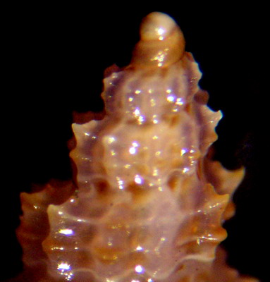 Raphitoma